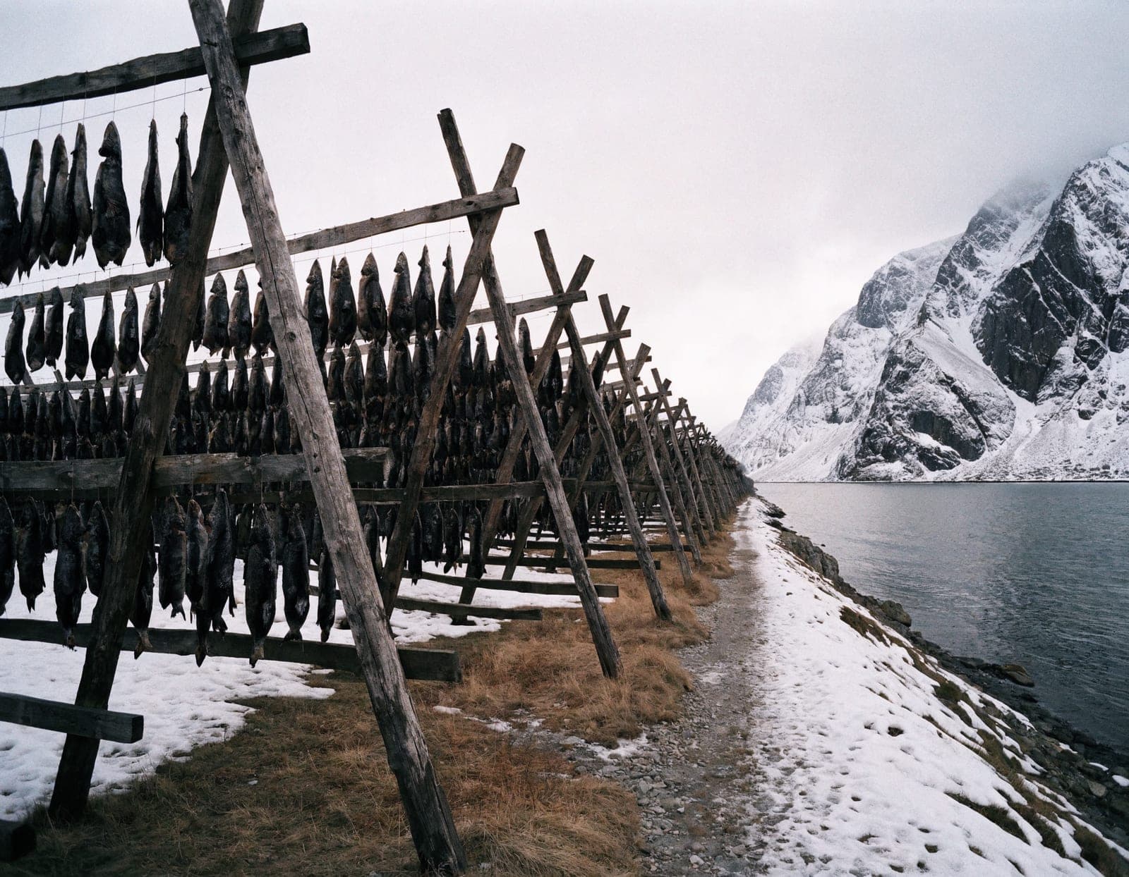 Lange trerammer (fiskehjell) med hengende hvit fisk ved en vinterfjord